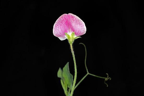 Pink flower of a perennial peavine