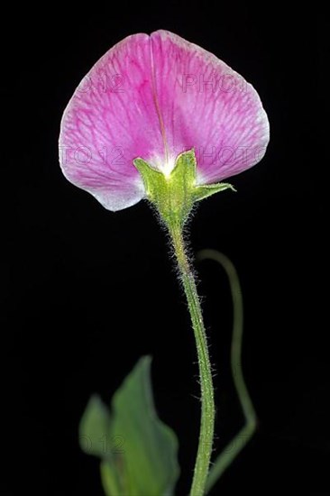 Pink flower of a perennial peavine