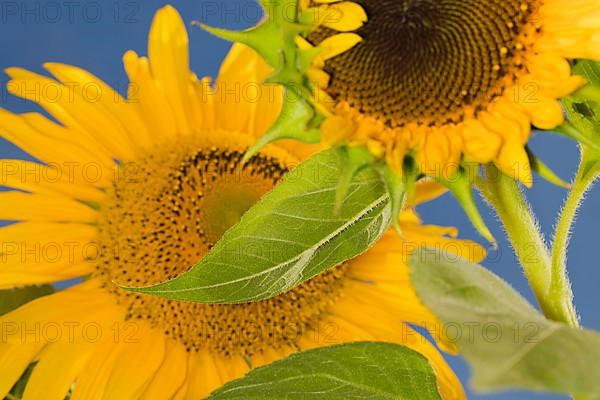 Close-up of sunflowers