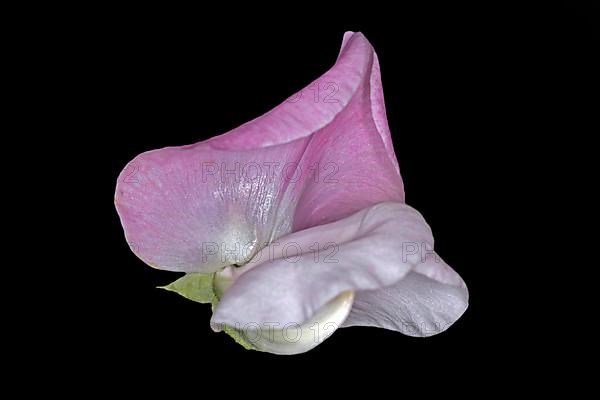 Pink flower of a perennial peavine