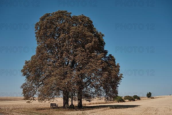 Chestnut trees suffer from drought near Hassfurt in Lower Franconia