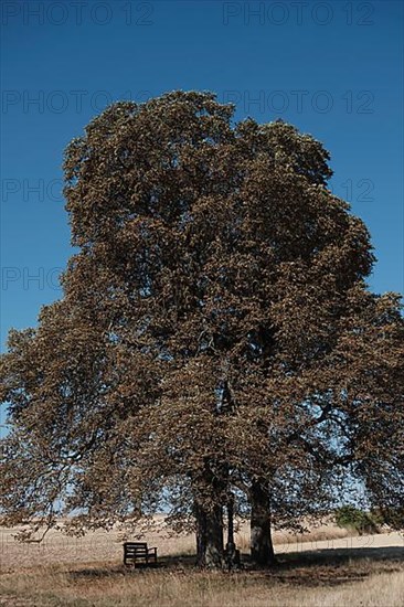 Chestnut trees suffer from drought near Hassfurt in Lower Franconia