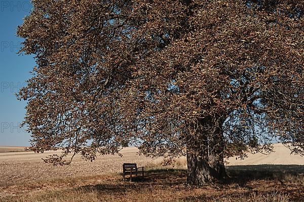 Chestnut trees suffer from drought near Hassfurt in Lower Franconia