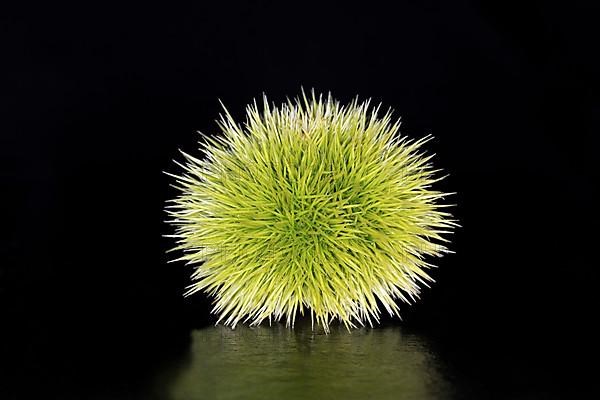 A still unripe sweet chestnut