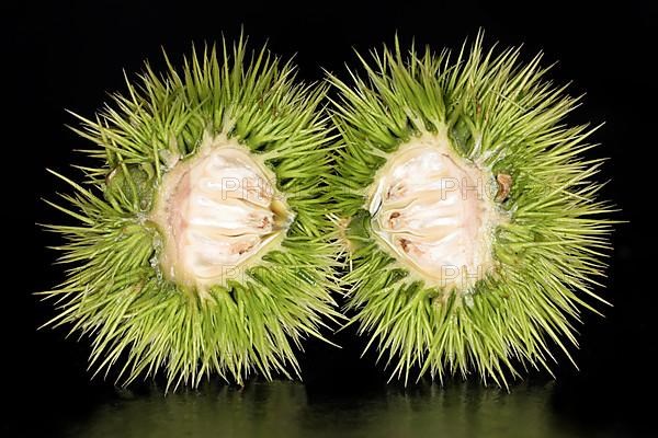 An unripe halved sweet chestnut