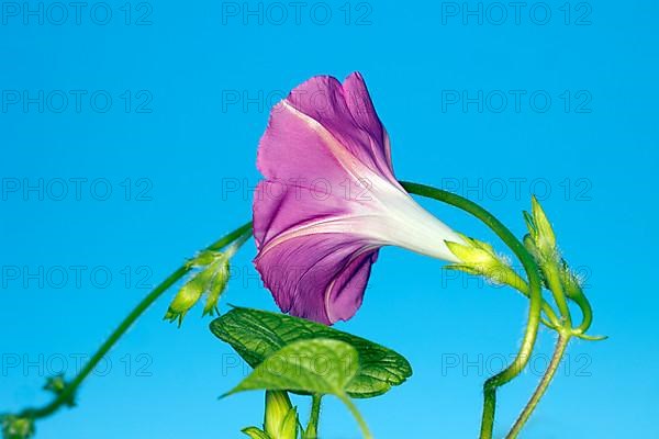 A flower of the showy bindweed