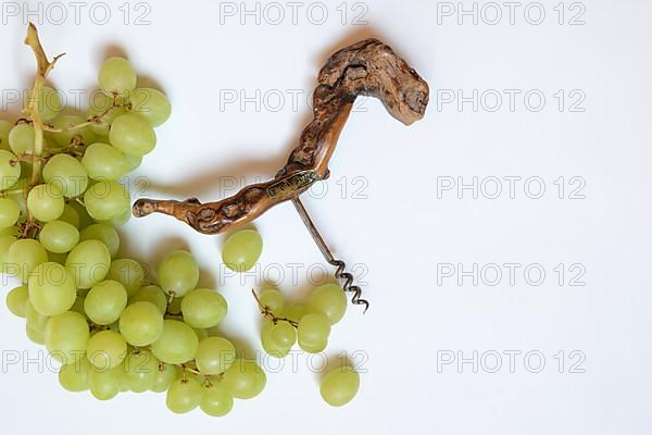 White grape vine