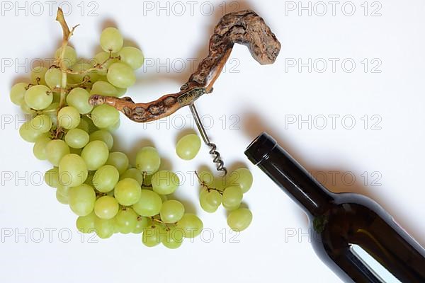 White grape vine