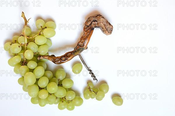 White grape vine