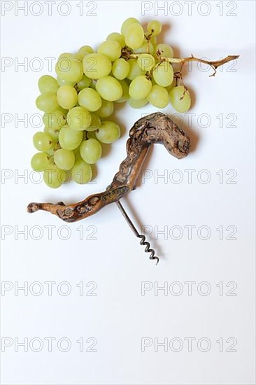 White grape vine