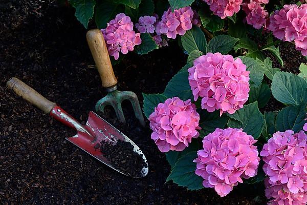 Flowering bigleaf hydrangea