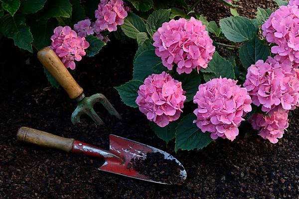 Flowering bigleaf hydrangea