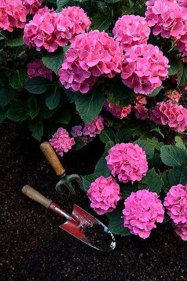 Flowering bigleaf hydrangea