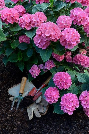 Flowering bigleaf hydrangea