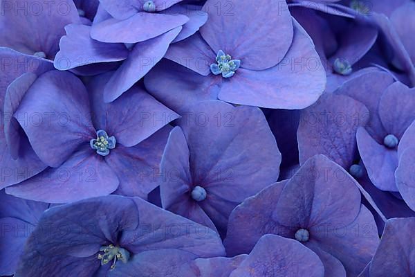 Blue bigleaf hydrangea