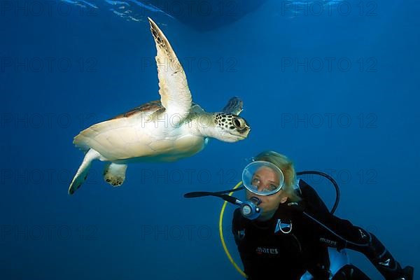 Diver looking on viewed close up green turtle