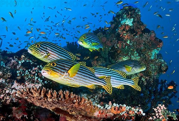 Group of Oriental sweetlips