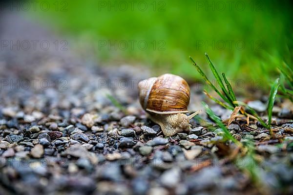 Mud snail