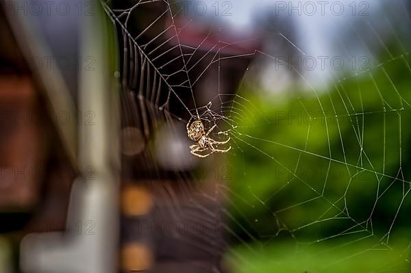 House angle spider