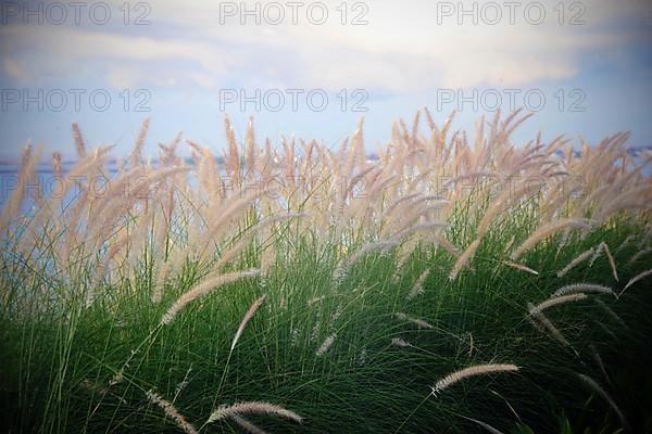 Feather grass by the sea in Bali