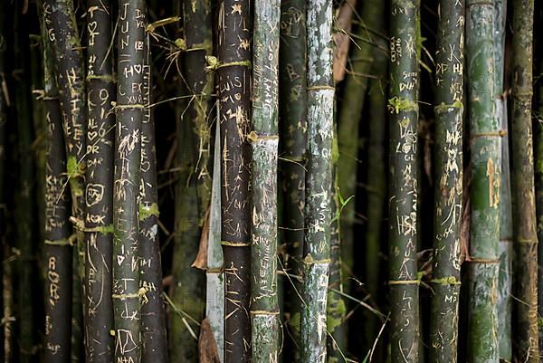 Written green bamboo rods closeup. Bamboo forest