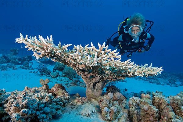 Diver looking at small polyp stony coral