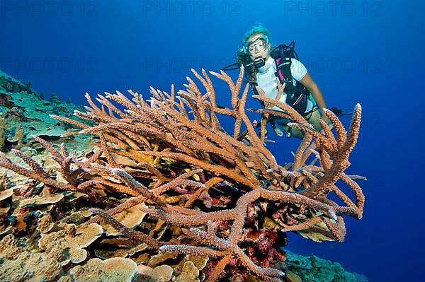 Diver looking at large intact small polyp stony coral