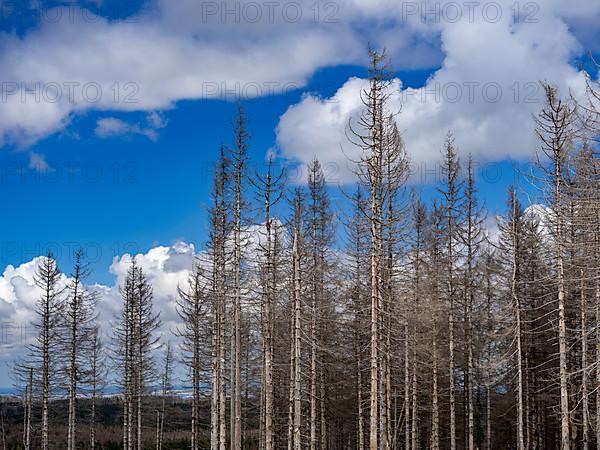 Dead spruces near Torfhaus in the Oberharz