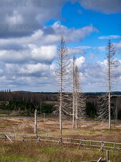 Dead spruces near Torfhaus in the Oberharz