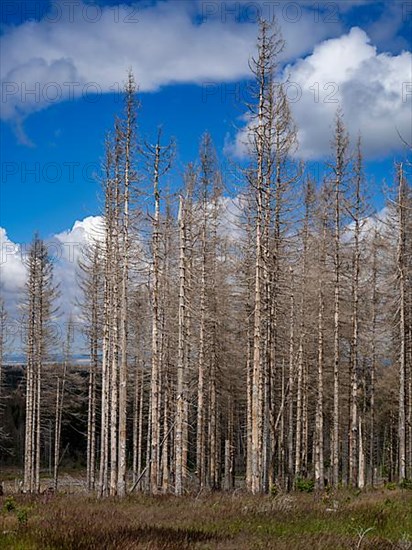 Dead spruces near Torfhaus in the Oberharz