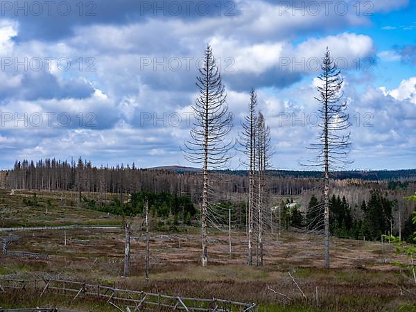 Dead spruces near Torfhaus in the Oberharz