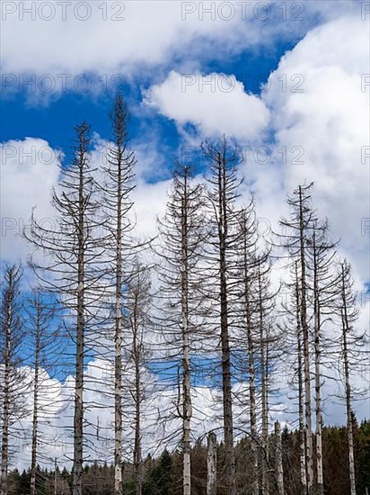 Dead spruces near Torfhaus in the Oberharz