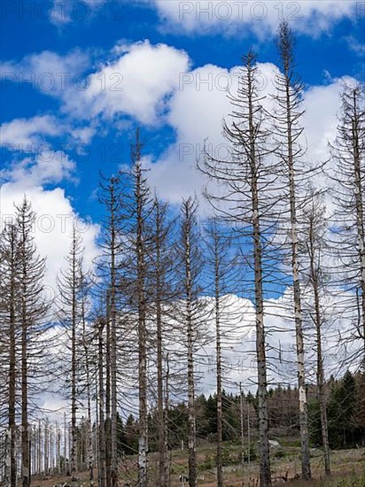 Dead spruces near Torfhaus in the Oberharz