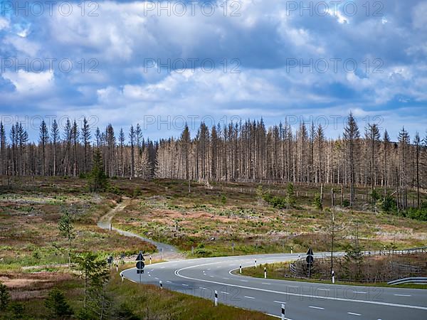 Dead spruces near Torfhaus in the Oberharz
