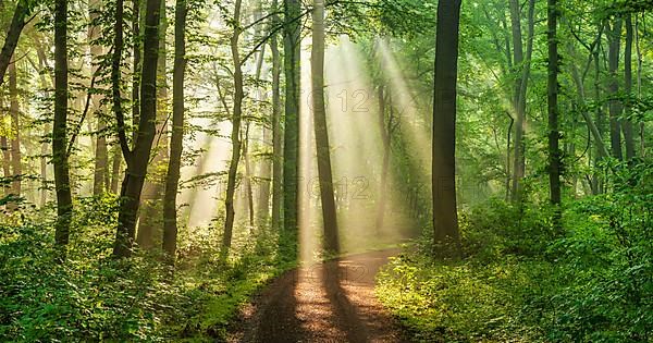 Hiking trail through light-flooded natural deciduous forest with fog in the morning