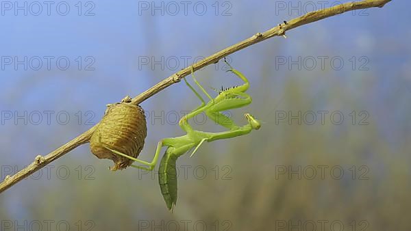Close-up of green praying mantis sitting on bush branch next to Ootheca