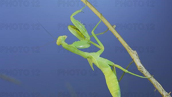 Close-up of green praying mantis sitting on bush branchon and washing his face blue sky background. Odessa