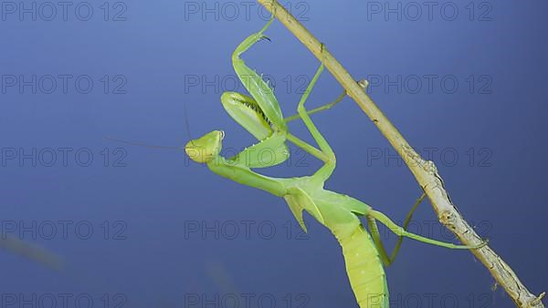 Close-up of green praying mantis sitting on bush branchon and washing his face blue sky background. Odessa