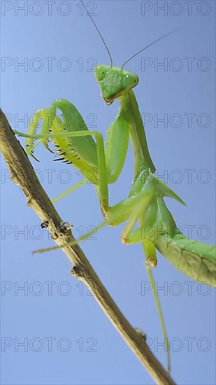 Close-up of green praying mantis sitting on bush branch and looks at on camera on blue sky background. Odessa