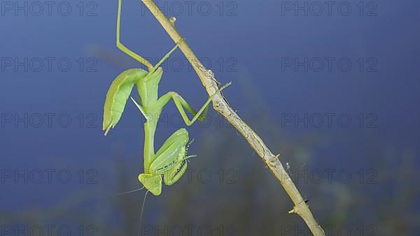 Close-up of green praying mantis sitting on bush branch and looks at on camera on blue sky background. Odessa