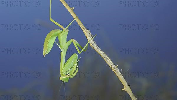 Close-up of green praying mantis sitting on bush branchon and washing his face blue sky background. Odessa