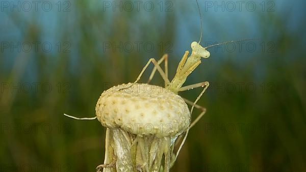 Newborn green Praying Mantis sit on top of dandelions and look at the camera. Extreme close-up of babies mantis insect