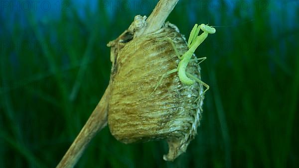 Newborn green Praying Mantis sit on the Ootheca