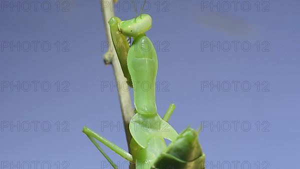 Close-up of green praying mantis sitting on bush branchon and washing his face blue sky background. Odessa