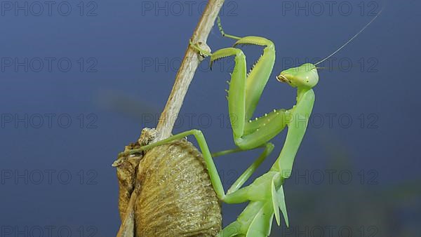 Close-up of green praying mantis sitting on bush branch next to Ootheca