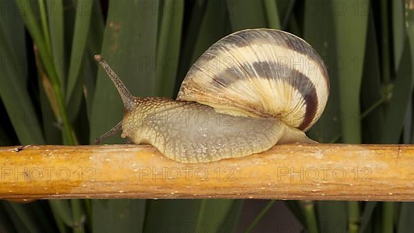 Close-up of Brown-lipped Snail crawling on a bud Allium wild onion on background of green leaves. Odessa