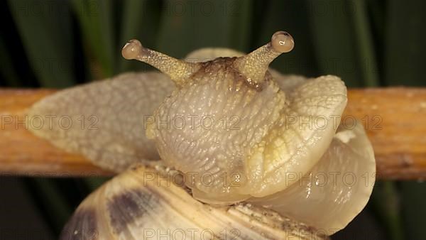 Close-up of Brown-lipped Snail crawling on a bud Allium wild onion on background of green leaves. Odessa