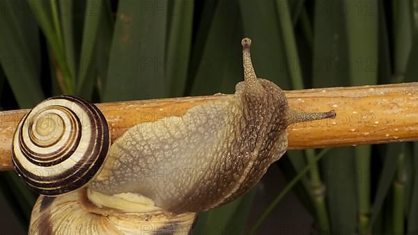 Close-up of Brown-lipped Snail crawling on a bud Allium wild onion on background of green leaves. Odessa