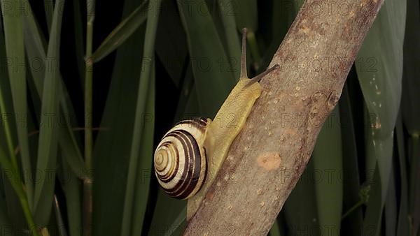 Close-up of Brown-lipped Snail crawling on a bud Allium wild onion on background of green leaves. Odessa