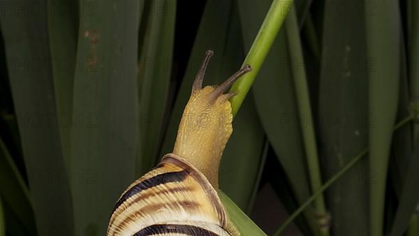 Close-up of Brown-lipped Snail crawling on a bud Allium wild onion on background of green leaves. Odessa